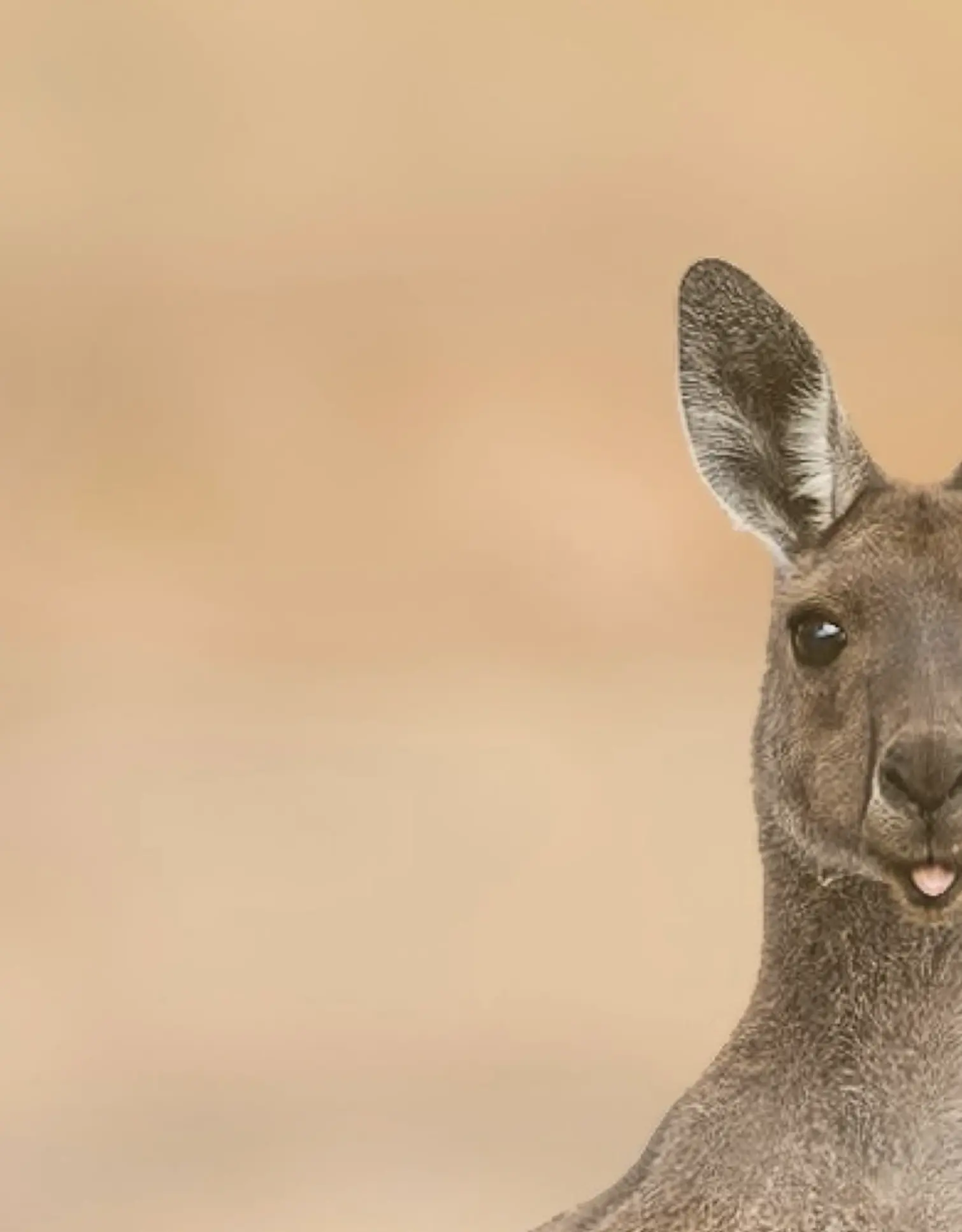 Can You See Kangaroos at Uluru?