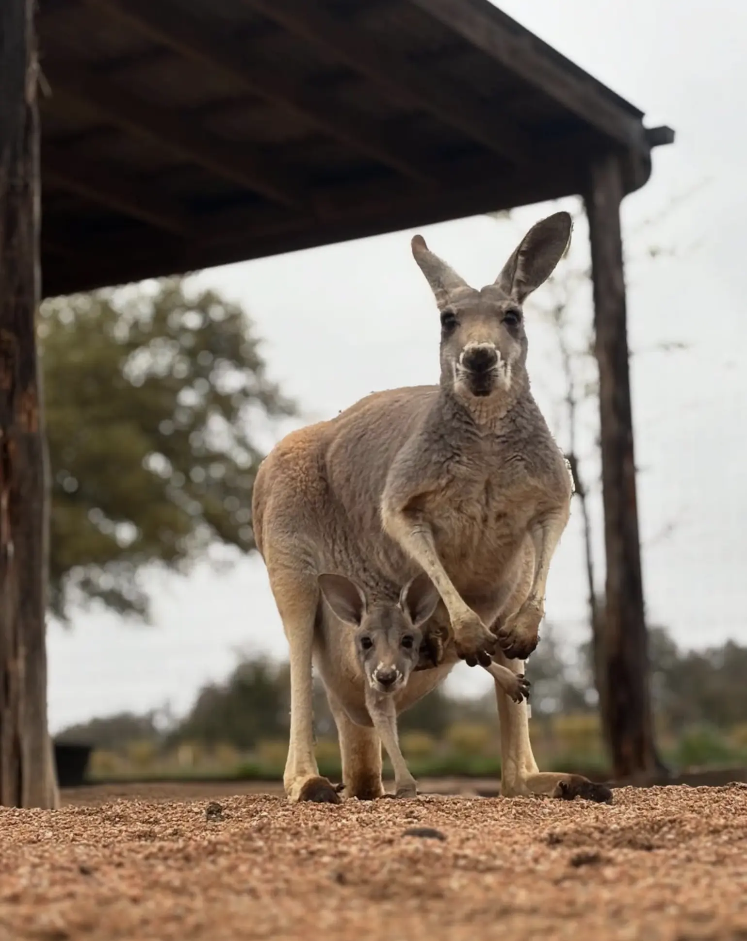 Euro kangaroo near Kata Tjuta