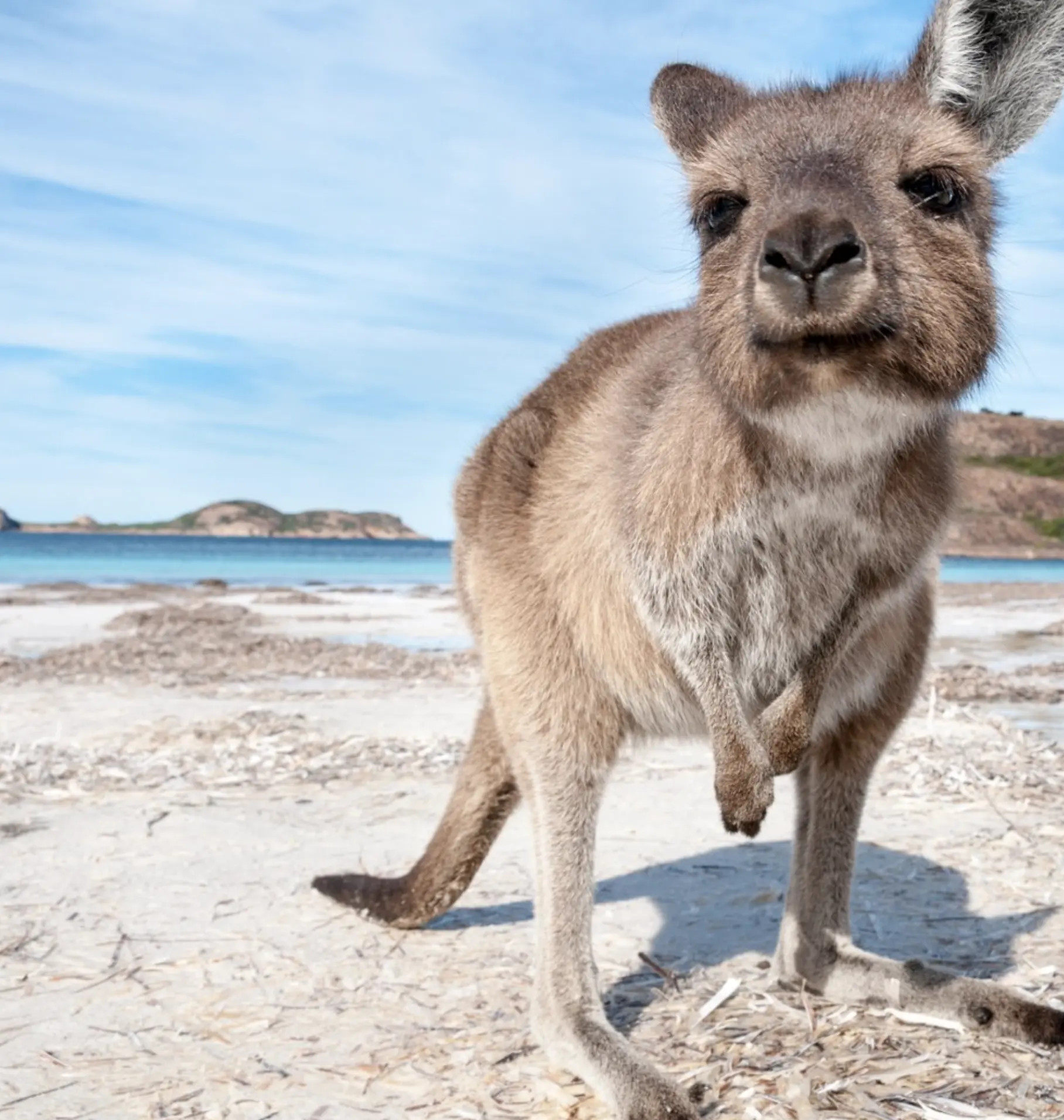 Uluru kangaroo